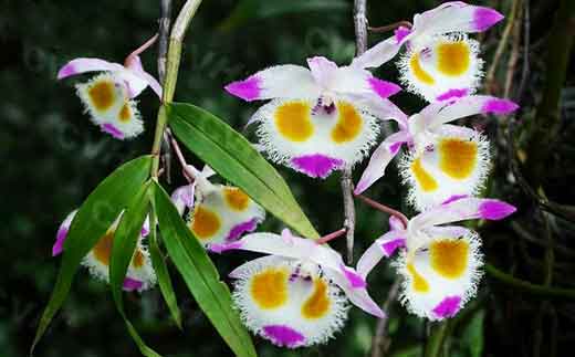 紫皮石斛鲜条、花、叶图片