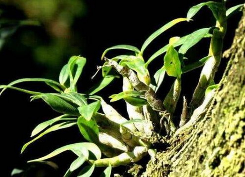 怎样辨别铁皮石斛鲜条的优劣？