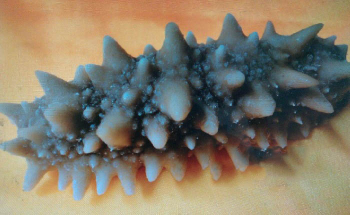 冷冻海参的吃法