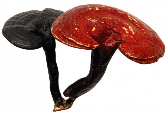 灵芝泡水 灵芝泡水